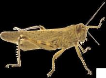 What are the names of the two main kinds of grasshoppers? 3. Where do female grasshoppers lay their eggs? 4.