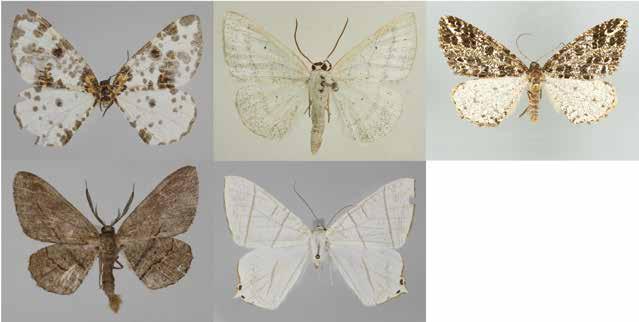 Five New Ennomine Moths from Korea A B C D E Fig.. Adults.