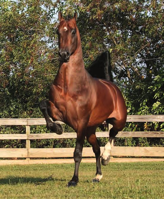 Noted for his size and brilliant copper color, MM is genetically gifted due, in part, to being a double grand son of the immortal Serenity Masterpiece, sire of both sire and dam in this pedigree.
