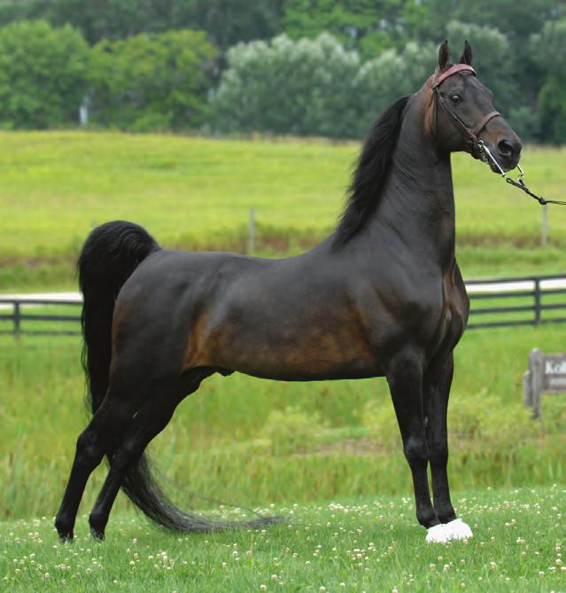8. HVK BELL FLAIRE (Noble Flaire x HVK Belleek by HVK Hotspur) So much has been written about this seminal sire.
