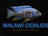 MALAWI CICHLIDS SARAH ROBBINS BSCI462 SPRING 2013