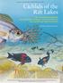 Cichlids of the Rift Lakes The extraordinary diversity of cichlid fishes challenges entrenched ideas of how quickly new species can arise