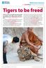 Tigers to be freed. News Story Original Version (Primary) schoolsonline.britishcouncil.org. 20th April 2015