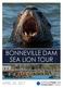 BONNEVILLE DAM SEA LION TOUR