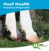 Hoof Health Powered by VikingGenetics
