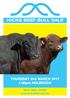 HICKS BEEF BULL SALE. THURSDAY 2nd MARCH :00pm HOLBROOK. SALE BULL VIDEO