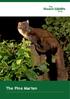 What is a pine marten? History in Britain. The current situation