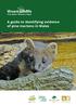 A guide to identifying evidence of pine martens in Wales