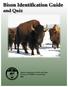 Bison Identification Guide and Quiz
