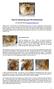 Tips for Grooming your Pet Pomeranian