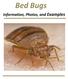 Bed Bugs. Information, Photos, and Examples