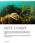 DIVE LUNDY. Please note that the maximum speed limit for all vessels operating within 100m of the island is 5 knots.