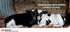 Keeping your calves healthy. A guide for calf rearing