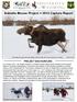 Sublette Moose Project! 2014 Capture Report