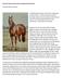 Santa Rio Quarter Horse Stud s magnificent Morn Deck. Article by Kylie R. Melrose