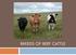 BREEDS OF BEEF CATTLE
