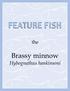 FEATURE FISH. Brassy minnow. Hybognathus hankinsoni. the