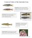 Common Fishes of the Intertidal Zone