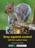 Grey squirrel control with live capture traps