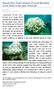 Kuwait Dive Team's Report of Coral Bleaching in the Reefs of the State of Kuwait