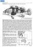 FAO Names: En - Rock grouper; Fr - Mérou rocaille; Sp - Mero de las piedras. Fig. 303 Epinephelus fasciatomaculosus (205 mm standard length)