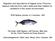 Migration and abundance of bigeye tuna (Thunnus obesus) inferred from catch rates and their relation to variations in the ocean environment.