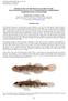 REDISCOVERY OF THE BIGMOUTH STREAM GOBY, PSEUDOGOBIOPSIS OLIGACTIS (ACTINOPTERYGII: GOBIIFORMES: GOBIONELLIDAE) IN SINGAPORE