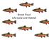 Brook Trout Life Cycle and Habitat