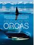 ORCA POPULATIONS HAVE UNIQUE DIALECTS, THEY ARE SELF AWARE, AND THEIR RICH CULTURE IS PASSED DOWN THROUGH THE GENERATIONS ORCA SPECIES