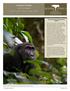 Lowland Gorillas. Gorilla and Chimpanzee Safari. DAY BY DAY ITINERARY gorilla and chimpanzee safari