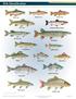 Fish Identification NEW JERSEY FRESHWATER FISHES. Brown Trout. Rainbow Trout. Brook Trout. Lake Trout. Landlocked Atlantic Salmon