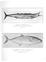 BARRACUDA (SPHYRAENA, OP:) \Vt:ight 4Slbs'l length 4 ft. 10 in., girth I ft. 8! in. March, 1912.