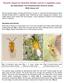 Parasitic wasps for Silverleaf whitefly control in vegetable crops