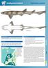 Smallspotted Catshark. Scyliorhinus canicula NE ATL MED SYC. Lateral View ( ) Ventral View ( ) COMMON NAMES APPEARANCE