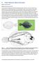 9 Pātiki Mohoao (Black flounder)