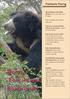 Bears, Forests and Biodiversity. ages 14+ Bears belong to the family Ursidae (Ursid is the Latin word for Bear).