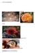 Some invertebrates: Sponge. Coral. Sea Urchin. Oyster SPONGES (PHYLUM PORIFERA)