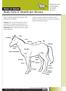 Body Care & Health for Horses
