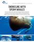 BigAnimals Expeditions SnorkEling with SpErm whales I) March 11-17, II) III) 24-30, 2019