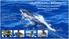 VILANKULOS BAZARUTO SPORTFISHING PACKAGES. 38 ft SuperCat Sportfisher. Mozambique