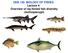 OEB 130: BIOLOGY OF FISHES Lecture 4: Overview of ray-finned fish diversity (Actinopterygii)
