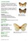 Lymantria postalba* Scientific Name Lymantria postalba Inoue. Common Name White-winged gypsy moth, Ryukyu gypsy moth (RGM) Type of Pest Moth