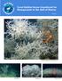 Coral Habitat Areas Considered for Management in the Gulf of Mexico