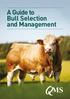 A Guide to Bull Selection and Management