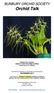 BUNBURY ORCHID SOCIETY. Orchid Talk. Brassia Rex 'Kristine' Judge s Choice December meeting Grown by G & J Winter