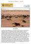 Tourism and the Conservation of Desert Lions in Namibia