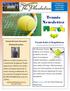 Tennis Newsletter. Tennis Rules & Regulations. Somerset at The Plantation March 2018 NEWSLETTER. Tennis Director Somerset.