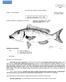 FAO SPECIES IDENTIFICATION SHEETS. FAMILY: LETHRINIDAE FISHING AREA 51 (W. Indian Ocean) Lethrinus conchyliatus (Smith, 1959)