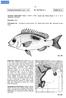 Scolopsis bimaculatus Rüppell, (1828), Fische des Rothen Meers: 8, pl. 2, fig. 2 (Massowah, Red Sea).