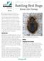 Battling Bed Bugs. Common bed bugs, Cimex lectularius L. Know the Enemy. Identification. Biology. Development and Life History.
